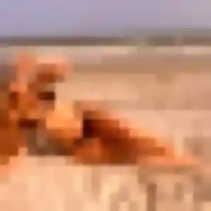 Samantha, 37 ans, disponible à Albert pour une rencontre coquine