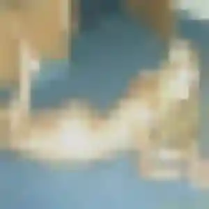 Lena (23 ans) à Bléré propose un rencontre sexy rapidement