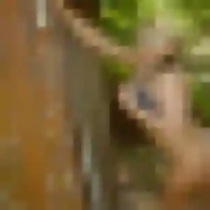 Charmante Maud, 27 ans à Saulx-les-Chartreux - voir sa photo